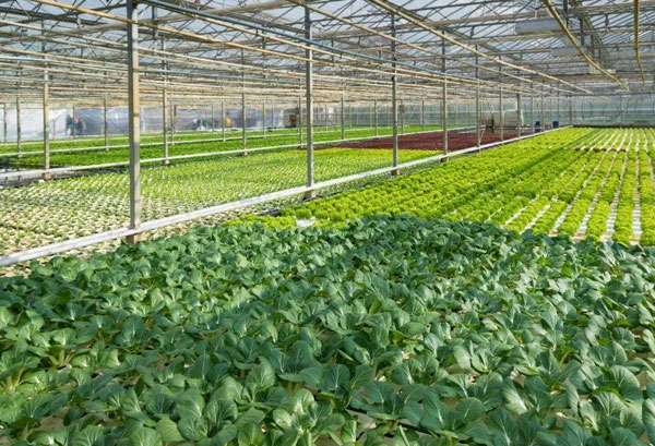 种植基地种植基地深圳市小蝌蚪下载大全小蝌蚪下载免费农产品有限公司