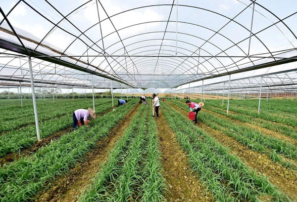种植基地种植基地深圳市小蝌蚪下载大全小蝌蚪下载免费农产品有限公司