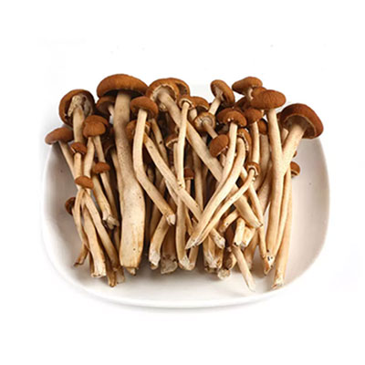 小蝌蚪下载大全小蝌蚪下载免费茶树菇配送